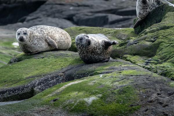 Playful seals, Isle of Skye